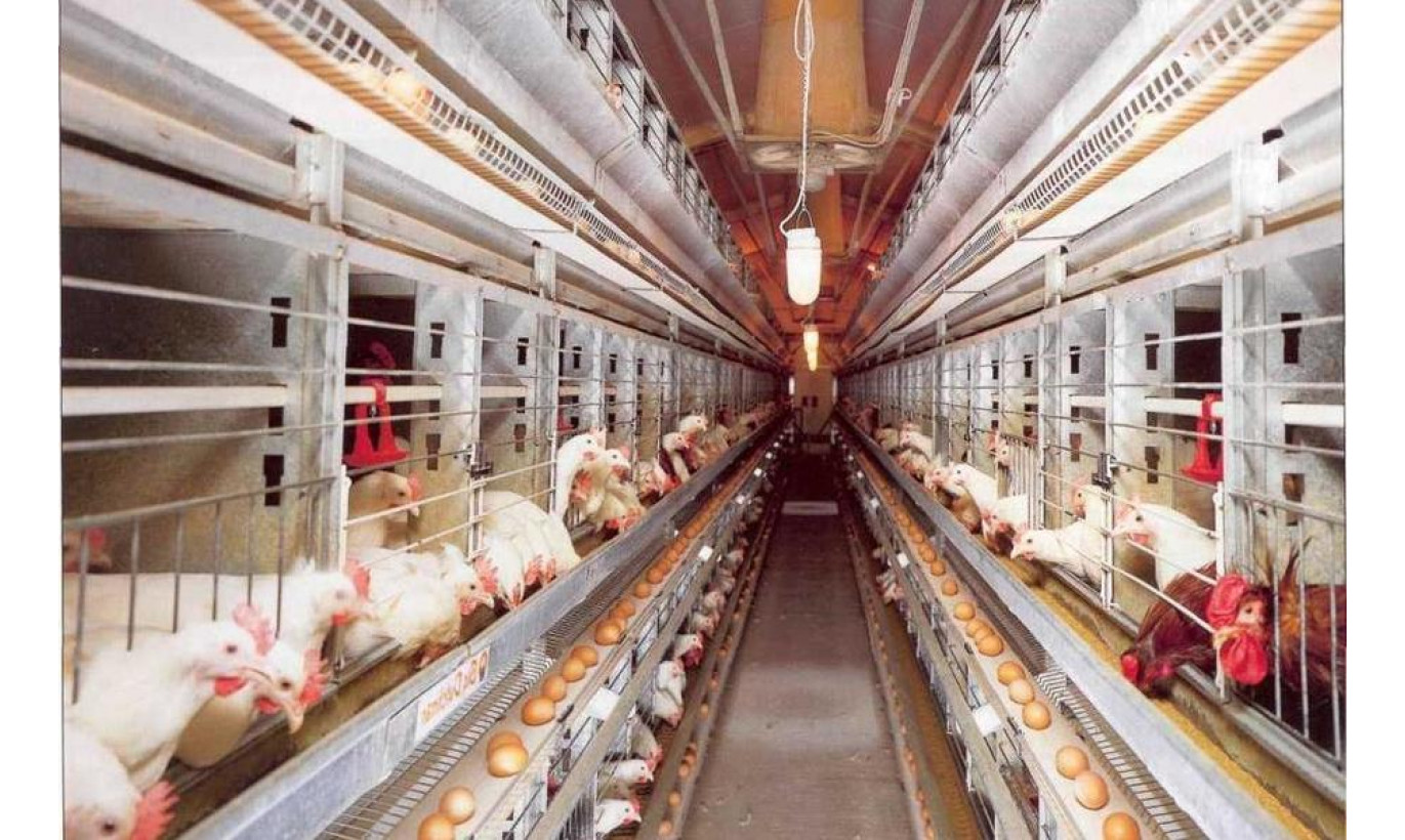 Ферма по разведению птицы в Ленинградской области